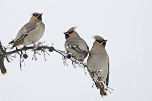 Waxwing - flock feeding on berries of Celtis occidentalis Waxwing - flock feeding on berries of Celtis occidentalis