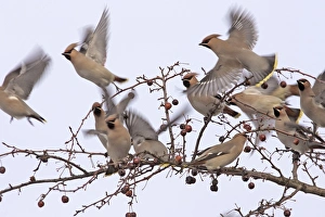 Waxwing - flock taking off from branch Waxwing - flock taking off from branch