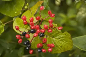 Red Fruit Plant Prints: Wayfaring tree, in fruit