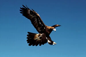 Images Dated 6th July 2006: Wedge-tailed eagle in flight