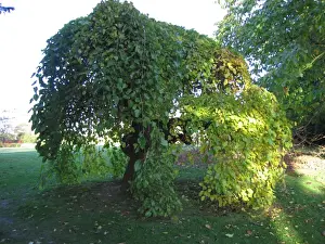 Prints of SG-20129 Weeping White Mulberry Tree Morus alba Pendula Ardea London Please note that prints are for personal display purposes only and may not be reproduced in any way. Images Dated 2006 November: Weeping White Mulberry Tree Print