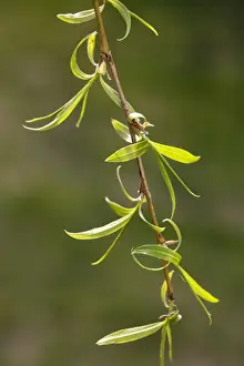 Spring Leaves Prints: Weeping Willow - leaves in spring