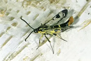 Lower Saxony Germany Nature Prints: Welsh Clearwing - resting on birch stem, Lower Saxony, Germany