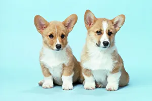 Animals/pets dogs pastoral welsh corgi pembroke/welsh corgi dog pembroke puppies Animals/pets dogs pastoral welsh corgi pembroke/welsh corgi dog pembroke puppies