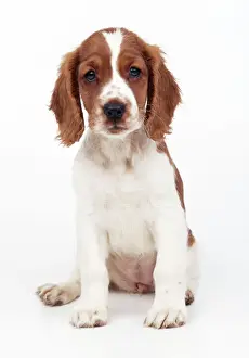 John Daniels Photography Prints: Welsh Springer Spaniel Dog