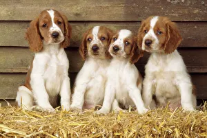 Welsh Springer Spaniel Dog - puppies Welsh Springer Spaniel Dog - puppies