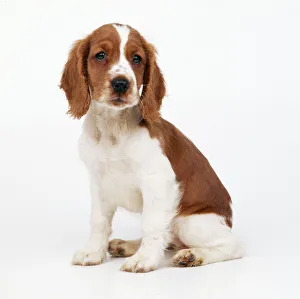 Welsh Springer Spaniel Dog - puppy Welsh Springer Spaniel Dog - puppy