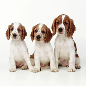 Welsh Springer Spaniel Dog - x 3 puppies Welsh Springer Spaniel Dog - x 3 puppies