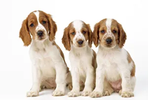 Welsh Springer Spaniel Dog - x3 puppies Welsh Springer Spaniel Dog - x3 puppies