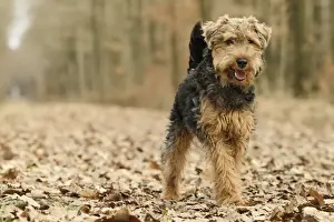 Welsh Terrier Print - LA-7214, Personal Display Only