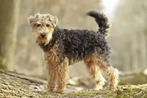 Welsh Terrier Print - LA-7205, Personal Display Only