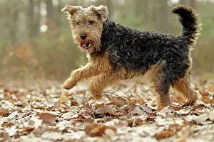 Welsh Terrier Print - LA-7204