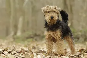 Welsh Terrier Print LA-7203