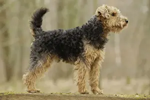 Welsh Terrier Print by Jean-Michel Labat, LA-7228