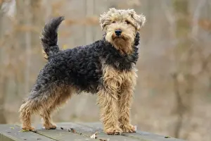 Welsh Terrier Print - LA-7226 by Jean-Michel Labat