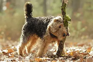 Prints of LA-7216 Dog - Welsh Terrier with stick Jean-Michel Labat Please note that prints are for personal display purposes only and may not be reproduced in any way. Carnivora Prints: Welsh Terrier Print LA-7216 - Personal Display Only