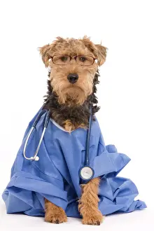 Funny Animal Pictures Prints: Welsh Terrier