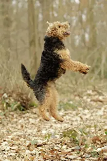 Welsh Terrier Jumping Print (LA-7224)