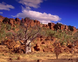 Images Dated 15th July 2005: Western Australia - Kimberley Australian Baobab (Boab)
