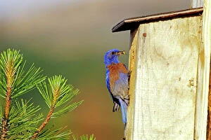 Images Dated 6th September 2006: Western Bluebird - Male, bringing insect back to young in nest box