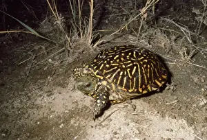 Wildlife Prints: Western Box Turtle