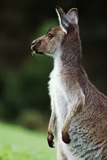 Australasian Wildlife Photos Prints: Western Grey Kangaroo