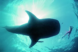 Whale shark - Shark in silhouette with snorkeller Whale shark - Shark in silhouette with snorkeller
