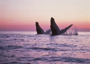 Dolphins And Whale Prints: Humpback Whale Breaching Print