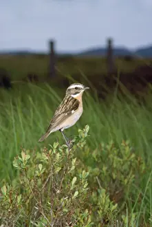 Bird Photography Prints: Whinchat