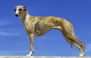 Whippet Breed Prints: Whipet