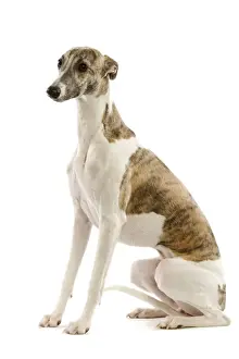 Whippet LA-3552 Print