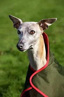 Prints of ME-2071 Dog - Whippet wearing dog coat Johan De Meester Please note that prints are for personal display purposes only and may not be reproduced in anyway. Whippet Prints: Whippet Print - Dog in Coat