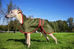 Prints of ME-2070 Dog - Whippet with dog coat Johan De Meester Please note that prints are for personal display purposes only and may not be reproduced in anyway. Whippet Prints: Whippet with Dog Coat Print