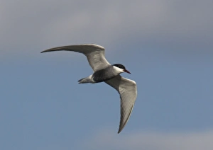 Whiskered Tern, in flight over lake Whiskered Tern, in flight over lake