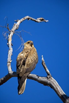 Whistling Kite - adult Whistling Kite sitting on a dead tree overlooking its territory Whistling Kite - adult Whistling Kite sitting on a dead tree overlooking its territory