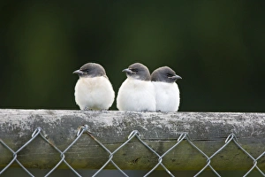 White-breasted Woodswallow Chicks - Three fledgling chicks perched on a fence waiting to be fed White-breasted Woodswallow Chicks - Three fledgling chicks perched on a fence waiting to be fed