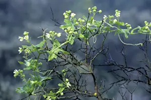Climbing Plant Photos Prints: White Bryony