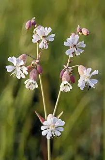 Close Up White Flowers Prints: White Campion