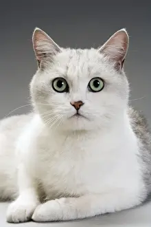 Personal Use Cat Pictures Prints: White Cat