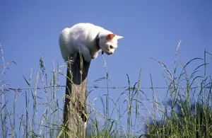 Johan De Meester Art Prints: White Cat perched on post watching for mice