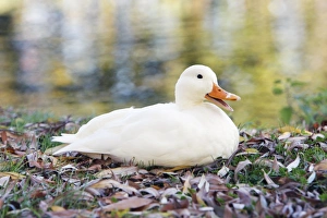 White Domestic Duck - sitting on river bank White Domestic Duck - sitting on river bank