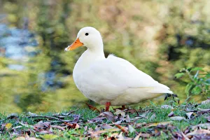 White Domestic Duck - standing on river bank White Domestic Duck - standing on river bank