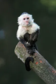 White faced Capuchin Monkey - sitting on log White faced Capuchin Monkey - sitting on log