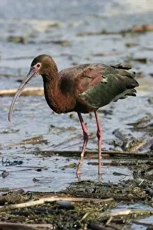 White-faced Ibis Print (Plegadis chihi)