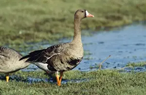 Anser Albifrons Prints: White-fronted Goose