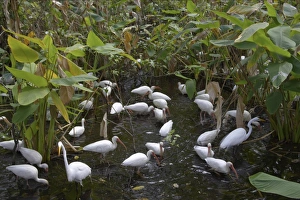 White Ibis - feeding flock in cypress swamp White Ibis - feeding flock in cypress swamp