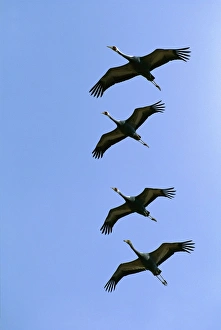 White-naped Crane - Four birds in flight and formation White-naped Crane - Four birds in flight and formation