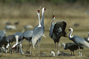 White-naped Crane - Courting dance of wintering birds White-naped Crane - Courting dance of wintering birds