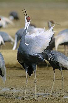 White-naped Crane - Courtship display of wintering birds White-naped Crane - Courtship display of wintering birds