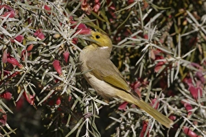 White-plumed Honeyeater - Feeding on Native Fuchsia (Eremophila latrobei) White-plumed Honeyeater - Feeding on Native Fuchsia (Eremophila latrobei)